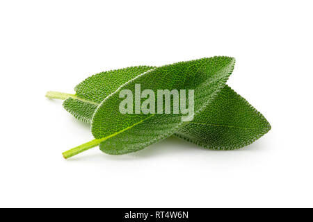 Two whole fresh sage leaves isolated on white. Stock Photo