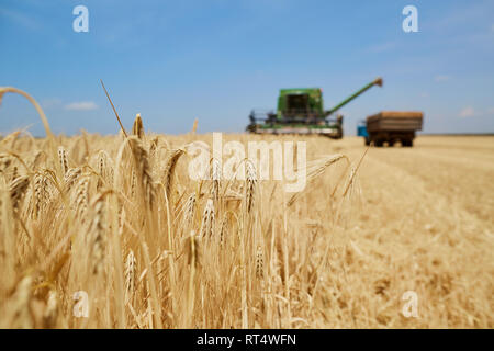 Agricultural harvester working in a wheat field Stock Photo