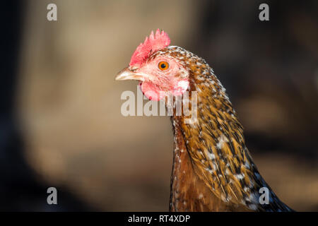Stoapiperl / Steinhendl hen, critically endangered chicken breed from Austria (Gallus gallus domesticus) Stock Photo