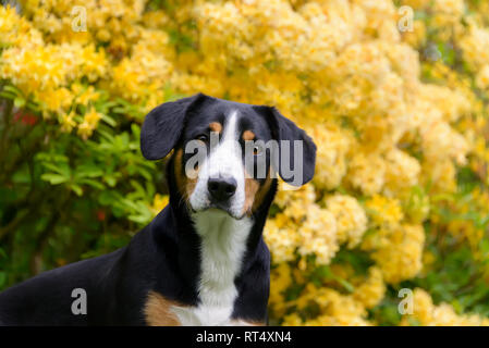 Entlebucher Mountain Dog tricolor with symmetrical markings of black, tan and white, portrait in front of yellow flowering Rhododendron Stock Photo