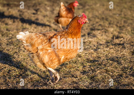 Free range egg layer hens (Gallus gallus domesticus) Stock Photo