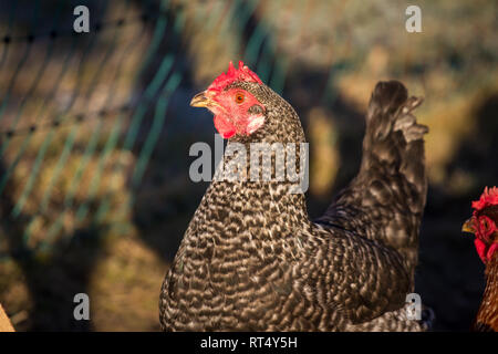 Free range egg layer hen (Gallus gallus domesticus) Stock Photo