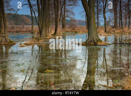 Pre-spring thaws with flooded trees in the wake with their reflections in the water. , under blue sky.Poland at the end of February. Stock Photo