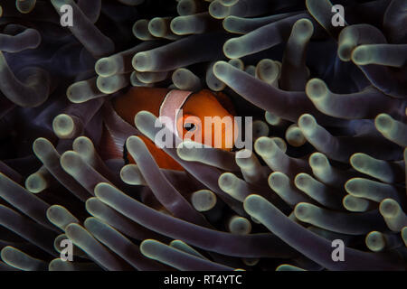 A false clownfish (Amphiprion ocellaris) snuggles into the tentacles of its host anemone. Stock Photo