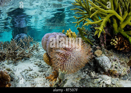 A crown-of-thorns sea star feeds on a living coral colony in Raja Ampat, Indonesia. Stock Photo