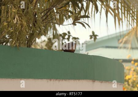 Isolated coconut shell on the wall (Ari Atoll, Maldives) Stock Photo