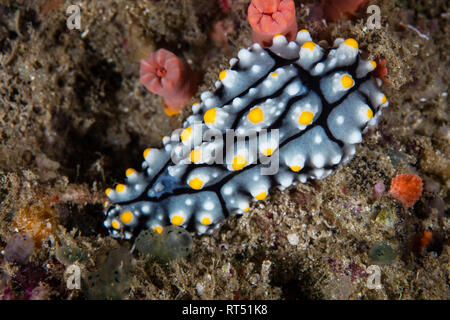 A Phyllidia species nudibranch feeds on sponges on a coral reef in Raja Ampat. Stock Photo