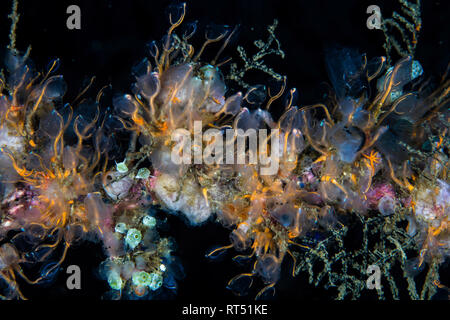 Colorful tunicates, sponges, hydroids, and other invertebrates grow on a reef. Stock Photo