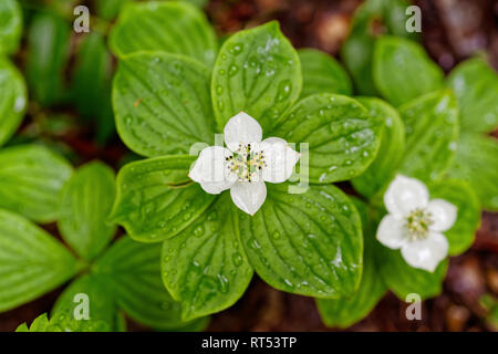 Canadian Bunchberry or Bunchberry Dogwood growing wild in the forest. Stock Photo