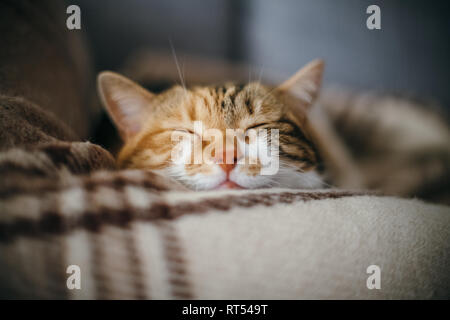 Front view of cute beautiful cat sleeping in her dreams on a classic British patterned quilt Stock Photo