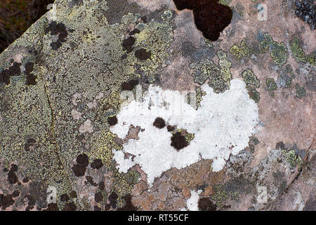 LICHENS GREEN WHITE AND BROWN GROWING ON A ROCK FACE  WEST COAST OF SCOTLAND Stock Photo