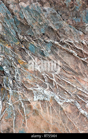 LICHENS ORANGE AND BLUE GROWING ON A STONE WITH WHITE QUARTZ VEINS WEST COAST OF SCOTLAND Stock Photo
