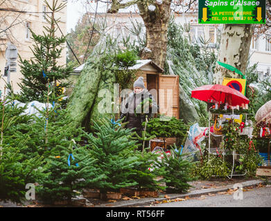STRASBOURG, FRANCE - DEC 4, 2017: Christmas tree sale at the farmer market in central Strasbourg with evergreen fir trees from Alsace with senior woman preparing crown and trees for customers - Sapins d'Alsace Stock Photo