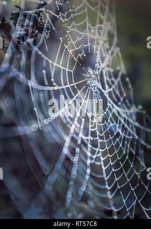 spiders web early morning on a chilly but bright late winters day. The moist dew drops can be seen clinging to the intricate, delicate silver web catc Stock Photo