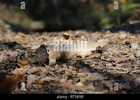 Small log lying in dead leaves Stock Photo