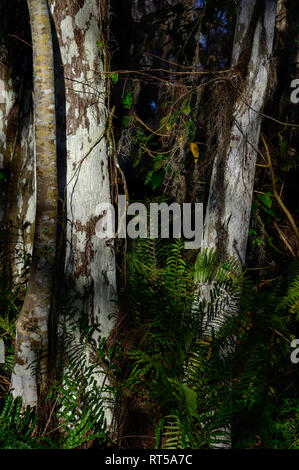 Bald Cypress Tree Trunks on a Tree Island in Loxahatchee National Wildlife Refuge Stock Photo
