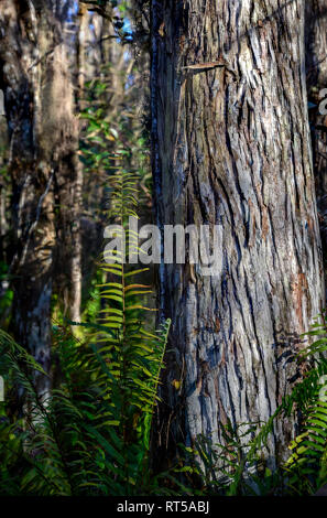 Tree Island with Bald Cypress trees and Ferns in Loxahatchee National Wildlife Refuge Stock Photo