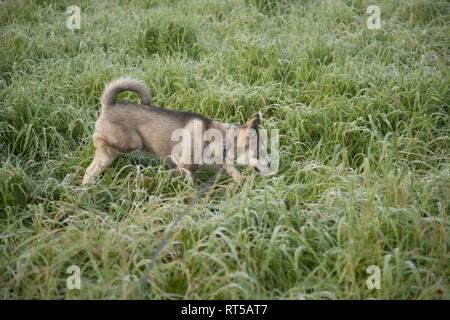Young Husky puppy out on his lead in a field on a winters day in Worcestershire England Stock Photo