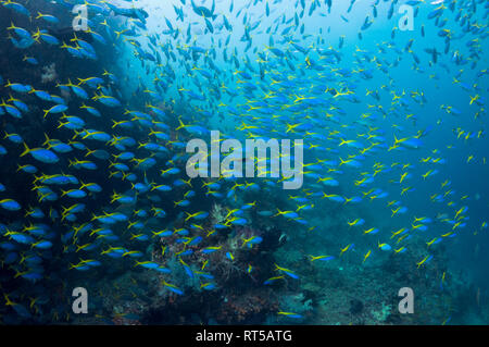 Yellow-back fusiliers [Cesia teres] school over coral reef.  West Papua, Indonesia. Stock Photo