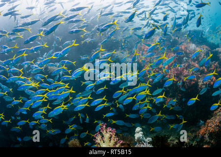 Mixed school of Scissor-tailed fusiliers [Caesio caerulaurea] and Yellowback fusiliers [Caesio teres] over coral reef.  West Papua, Indonesia. Stock Photo