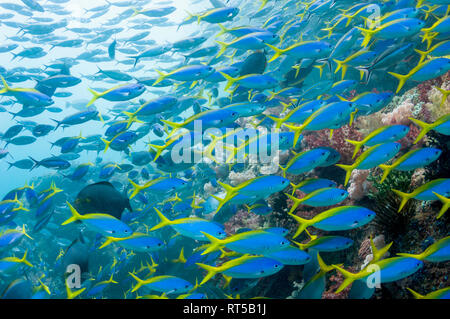 Mixed school of Scissor-tailed fusiliers [Caesio caerulaurea] and Yellowback fusiliers [Caesio teres] over coral reef.  West Papua, Indonesia. Stock Photo