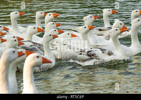 White goose swimming in the river Tamis, near Belgrade, beautiful birds with orange beaks and blue eyes. Stock Photo