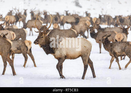 Elk gathering to feed at the Oak Creek Wildlife Area Feeding Station in Naches, WA Stock Photo