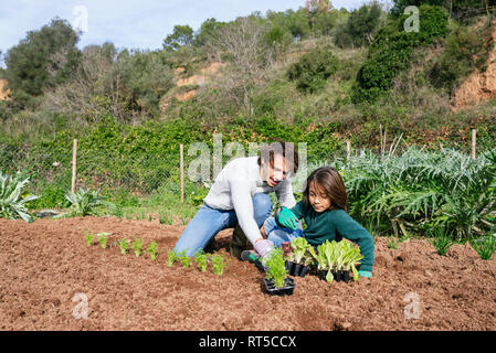 Father and son planting lettuce seedlings in vegetable garden Stock Photo