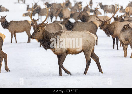 Elk gathering to feed at the Oak Creek Wildlife Area Feeding Station in Naches, WA Stock Photo