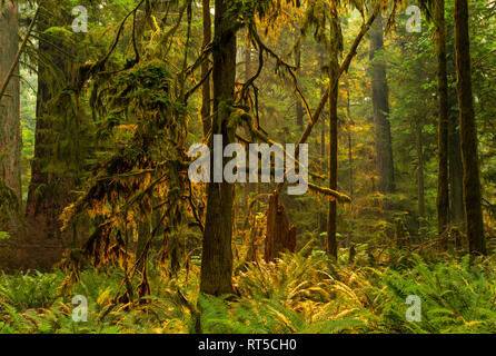 The tropical rainforest woodland with red cedar trees and lush green foliage inside the MacMillan Provincial Park at sunset, Vancouver Island, Canada. Stock Photo