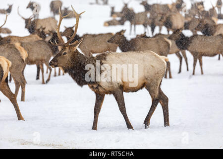 Elk gathering to feed at the Oak Creek Wildlife Area Feeding Station in Naches, WA Stock Photo