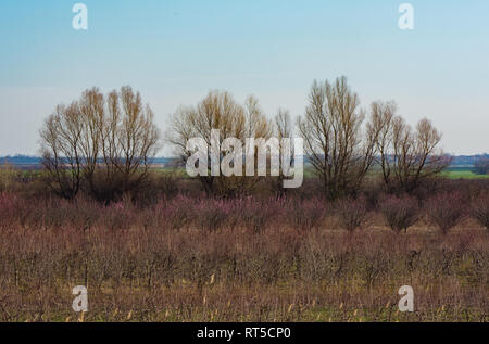 A beautiful landscape of orchard, in the spring, young branches with bright red color, and the background with few large old trees Stock Photo