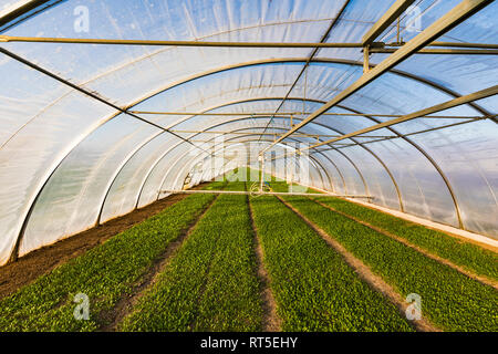 Germany, Fellbach, greenhouse and rucola plants Stock Photo