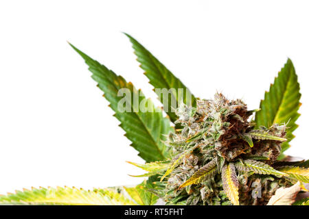 Popular cannabis strain known as Gorilla Glue number four isolated on a white background Stock Photo