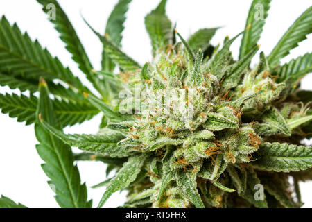 Popular cannabis strain known as Gorilla Glue number four isolated on a white background Stock Photo