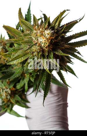 Popular cannabis strain known as Gorilla Glue number four isolated on a white background Stock Photo