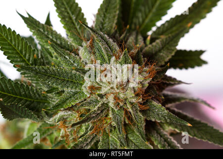 Popular cannabis strain known as Gorilla Glue number four isolated on a white background Stock Photo