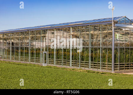 Germany, Fellbach, greenhouse with tomato plants and rucola plants on field Stock Photo