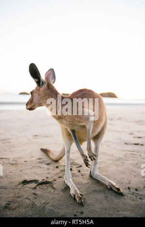 Australia, Queensland, Mackay, Cape Hillsborough National Park, kangaroo on the beach Stock Photo