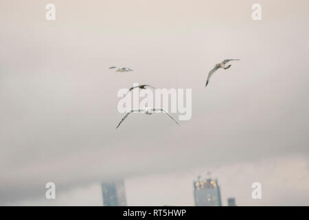 USA, New York, Manhattan, birds fly Stock Photo