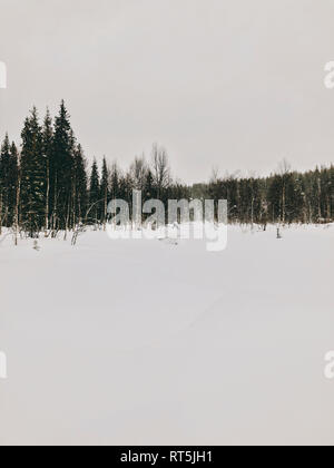 Finland, Lapland, Heavy Snowfall and Trees Stock Photo