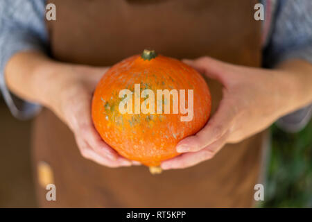 Hands holding pumpkin Stock Photo
