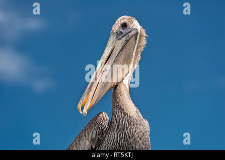 United States of America, Florida, Islamorada, Florida Keys, portrait of a Brown Pelican (Pelecanus occidentalis) against the sky Stock Photo