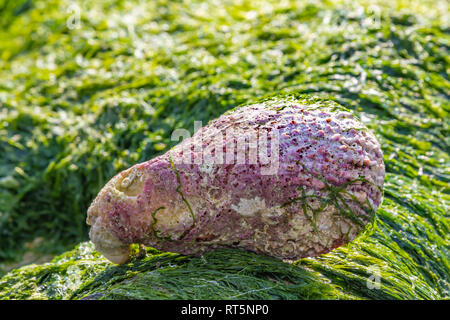 Large pink shell lying on green algae at low tide on the sea beach close up Stock Photo