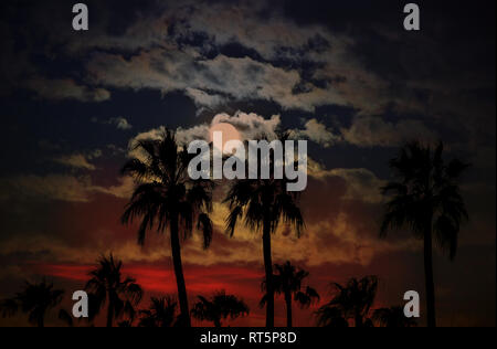 Arizona sunset with silhoutte pal trees against a moon and clouds background Stock Photo