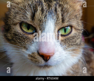 Close-up of a cat's face curiously looking into the camera Stock Photo