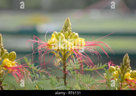 Flowers of Caesalpinia Gilliesii on a sunny day.  Stock Photo