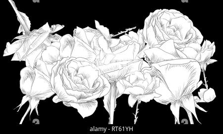 Line art collage of roses on black background by jziprian Stock Photo
