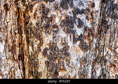 Close up of the bark and trunk of a peepal tree, Ficus religiosa, or sacred fig. It is of religious significance to Hinduism, Buddhism, and Jainism. Stock Photo