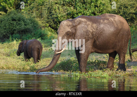 Closeup of mother and baby elephant drinking and bathing in river Stock Photo